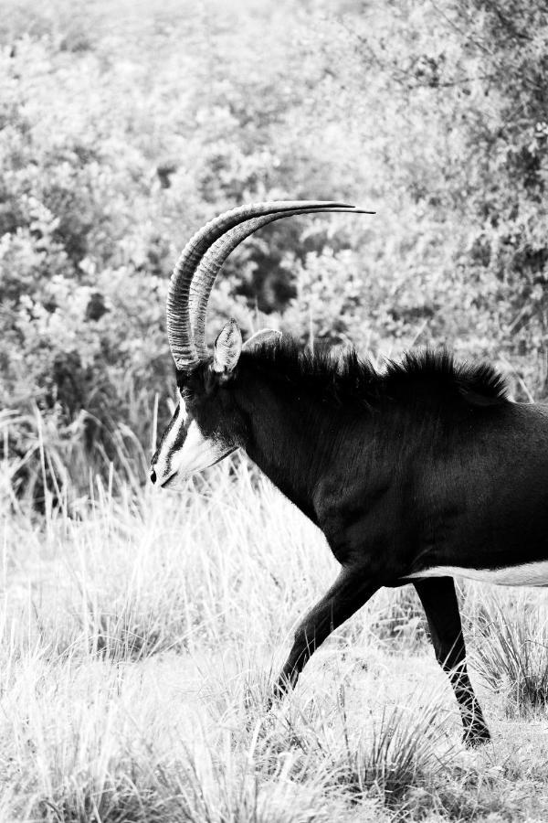 Letamo At Qwabi Private Game Reserve By Newmark Bela-Bela Exterior foto