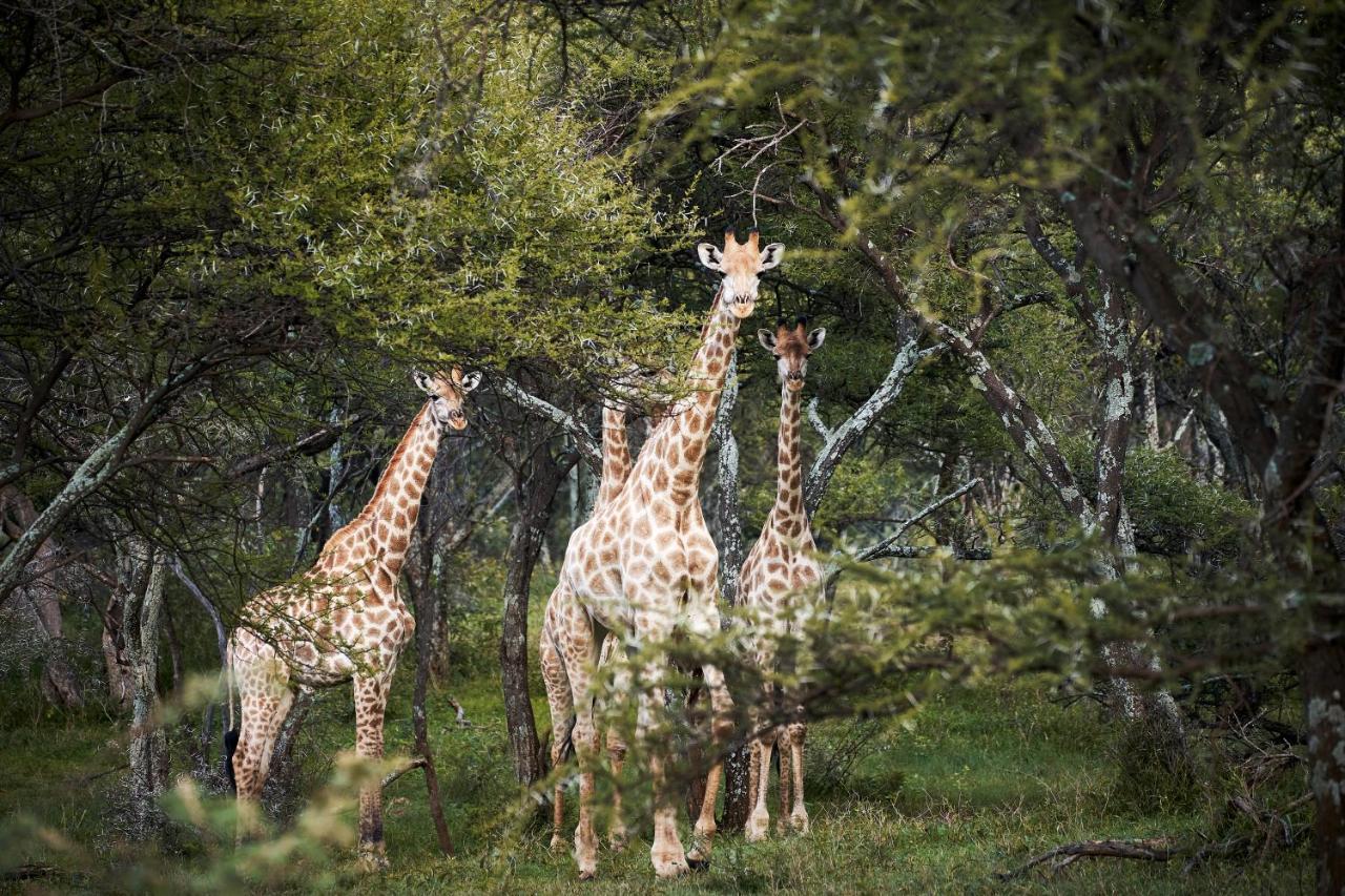 Letamo At Qwabi Private Game Reserve By Newmark Bela-Bela Exterior foto